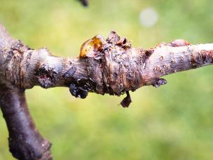 Bacterial canker