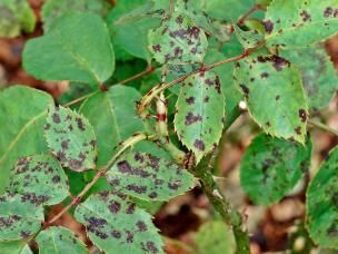 black spot disease