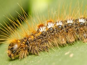 Caterpillar control