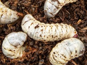 Chafer grubs