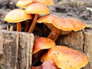 Honey fungus