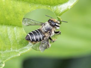 Leaf cutter bee