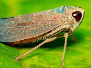 Leafhopper