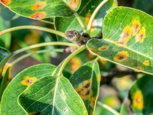 Leaf spot