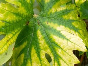 How to spot nitrogen deficiency in your plants