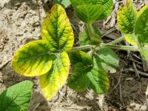 Potash deficiency