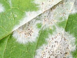 powdery mildew