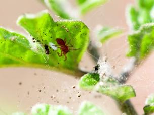 Red spider mite control