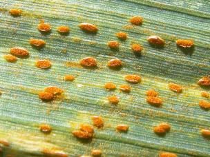 rust disease