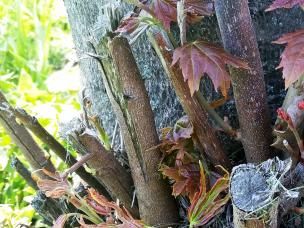 Tree and shrub suckers - treatment and control