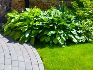 Get rid of weeds with Weedol Rootkill Plus