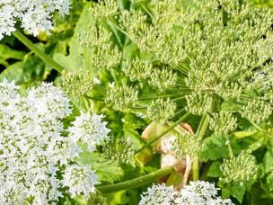 How to remove Giant Hogweed