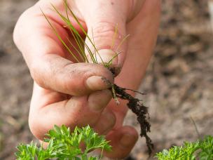 Tackling weeds in the vegetable garden
