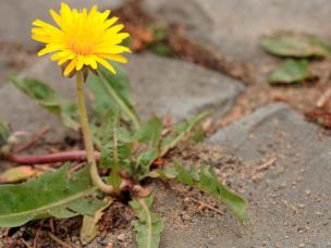 Weeds in paths and patios