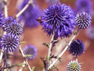 Definition of a weed