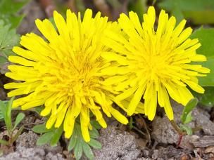 What’s a garden weed and what’s not?
