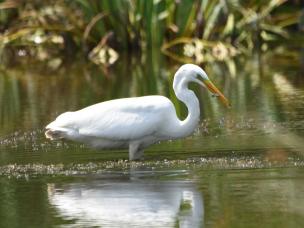 Great White Egret | Restoring Peatland Biodiversity | Evergreen Garden Care