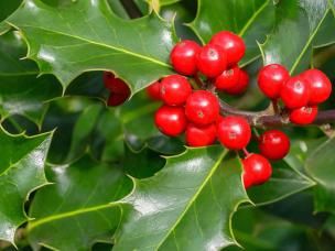 Christmas gifts from the garden