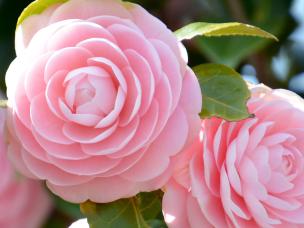 A closeup of pink camellia flowers
