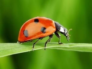 Les Coccinelles