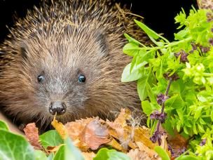 15 hedgehog facts for kids