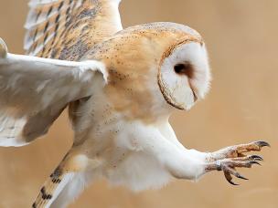 17 amazing facts about birds