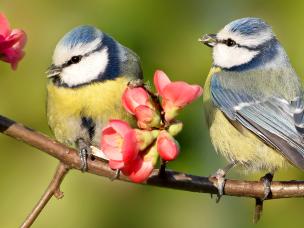 19 common British birds you can find in your garden