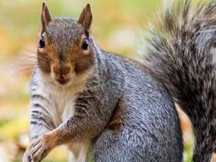 Do squirrels hibernate?