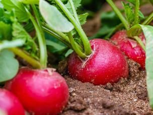 Radishes: the new kale