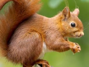 Red squirrels: everything you need to know