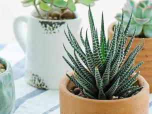 13 amazing ideas for your indoor plants