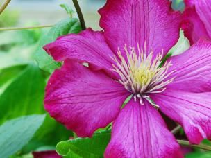 13 flowers for a scented summer garden