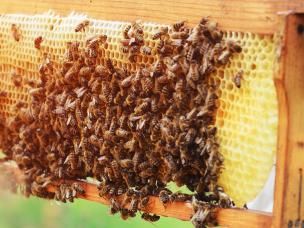 16 ways to make money from your garden