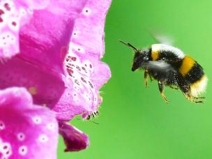 Les Insectes Auxiliaires