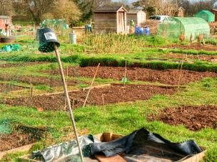 Allotment gardening: take up the challenge!