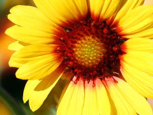 The best plants and vegetables for beginner gardeners