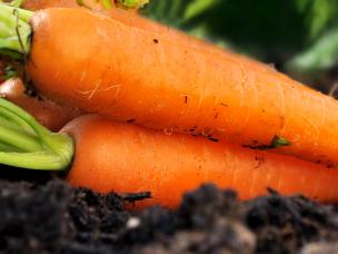 Caring for summer vegetables