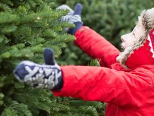 Choosing a Christmas tree