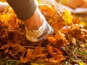 Clearing autumn leaves and putting them to good use