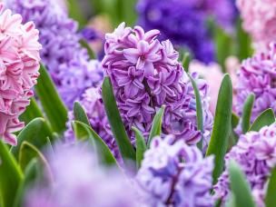 Plantes D'Intérieur Toxiques
