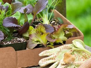 Légumes Feuilles : Nourrir, Tailler