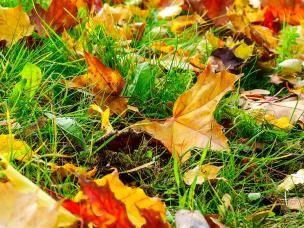 14 top tips for getting your garden ready for autumn