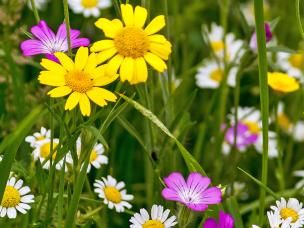 Go wild with British wildflowers