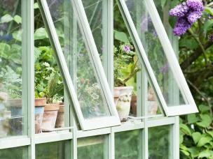 Top tips for greenhouse growing