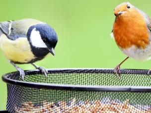 Helping wildlife through the winter