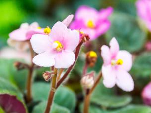 How to create colourful patio planters quickly and easily