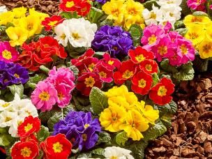 How to create a contemporary and low maintenance front garden