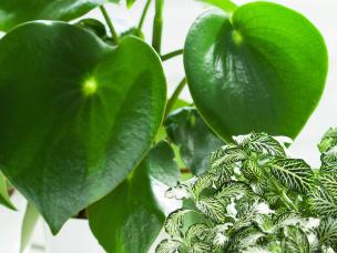 Les Plantes Dépolluantes