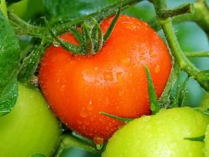 Keeping tomatoes fed and watered