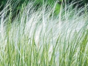 Ornamental grasses